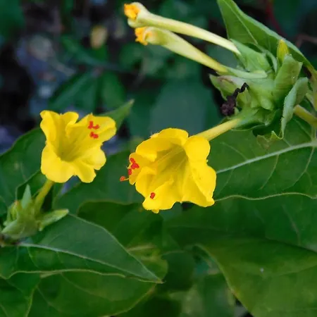 Appartamento By The Sea Brna, Korcula - 4333 Brna