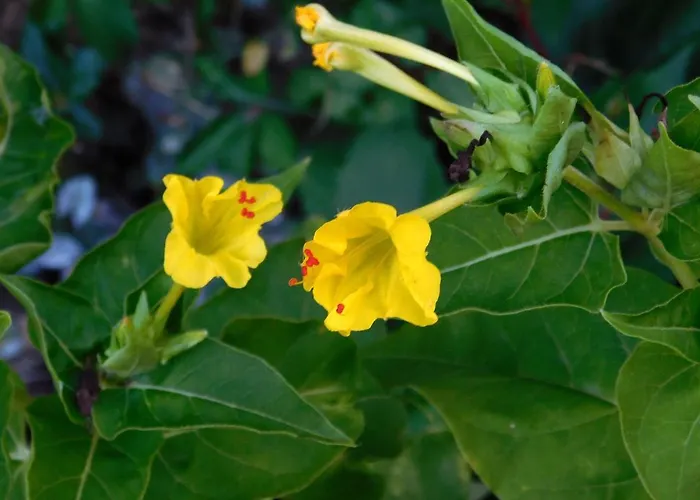 شقة By The Sea Brna, Korcula - 4333 برنا